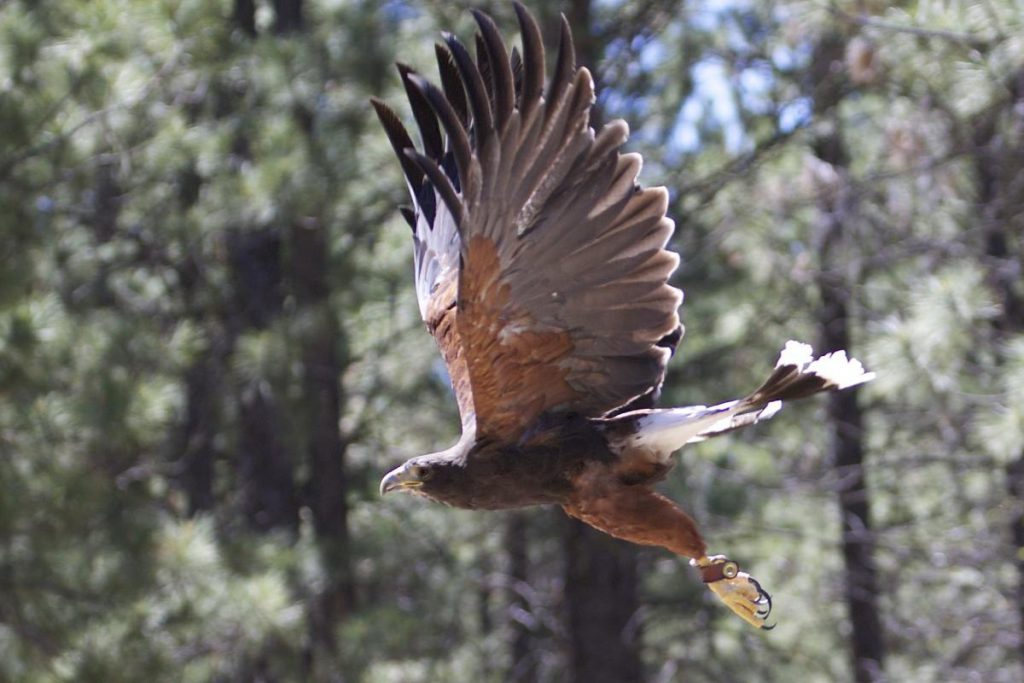 Meet the Raptors: Amazing Birds of Prey - Birds and Blooms