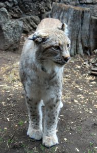 domestic lynx