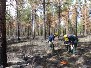 Ground fuels are measured after the Museum's prescribed burn to calculate what percentage was removed by the fire.