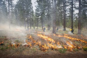 Low-intesity flames travel across the forest floor during a carefully planned prescribed fire at the Museum.