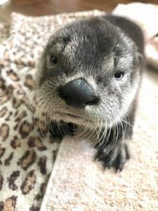 Growing up otter