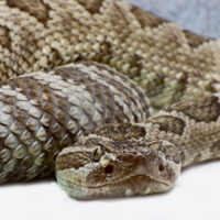 Western Rattle Snake Western Rattlesnake