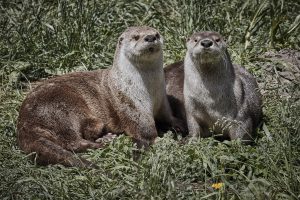 North American river otters