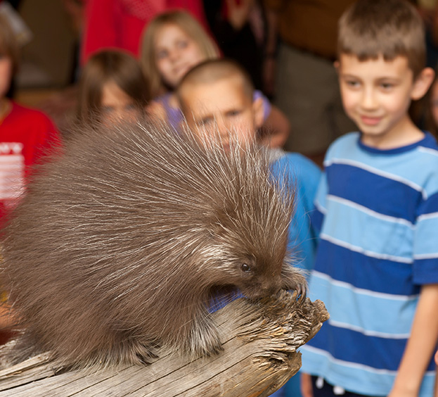 porcupine close encounters high desert museum visit bend oregon
