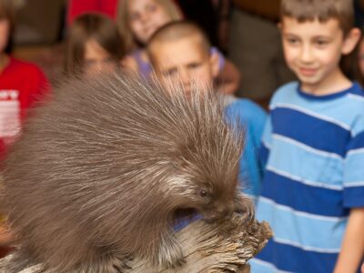 kids-with-porcupine porcupine close encounters high desert museum visit bend oregon