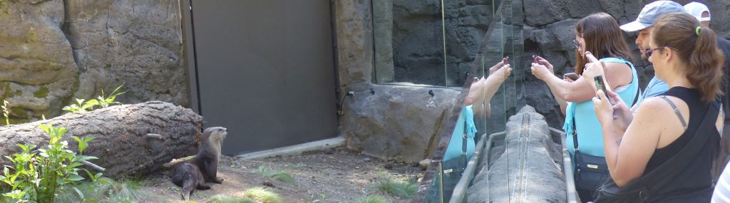 otter-exhibit - High Desert Museum