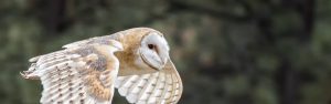 owl in flight visit bend oregon high desert museum
