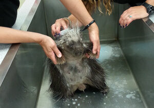 porcupine-bath porcupine-bath