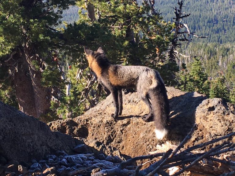 Native Foxes in Central Oregon First Contact High Desert Museum