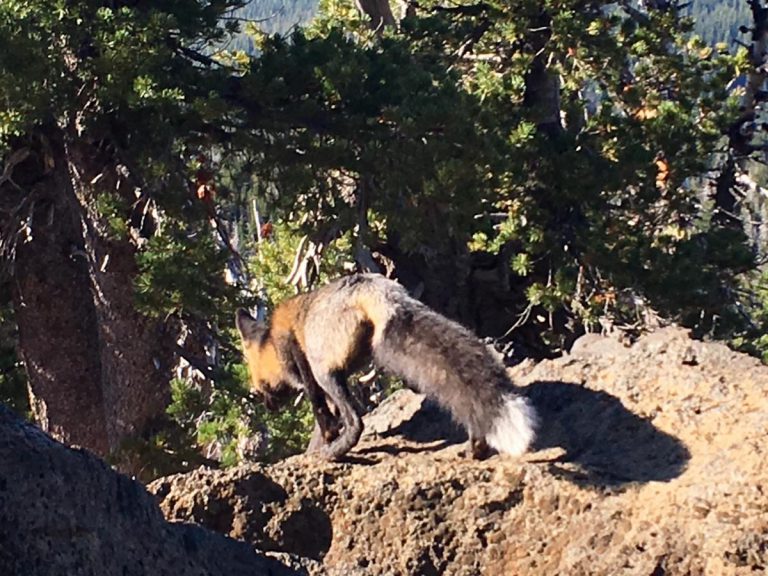 Native Foxes in Central Oregon First Contact High Desert Museum