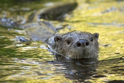 Growing up otter