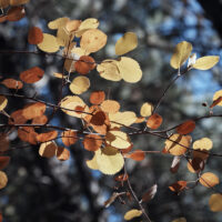 fall colors aspen leaves fall colors aspen leaves