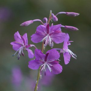 Fireweed often grows in burned areas after a prescribed fire.