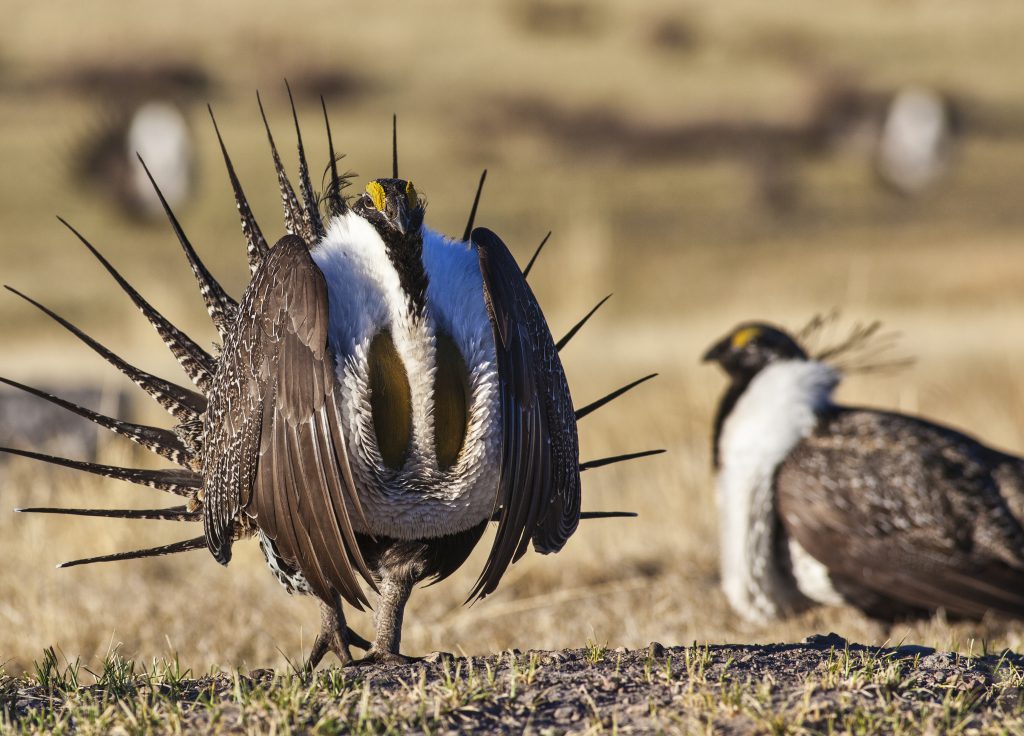 Greater sage grouse, Centrocercus urophasianus. Photo by Bob Wick ...