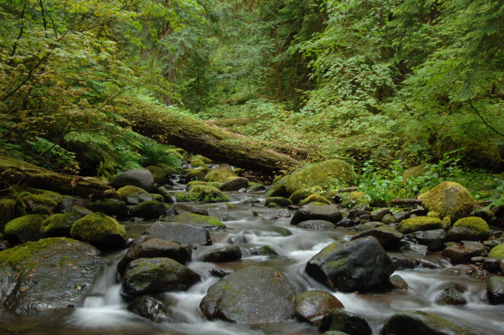 SEPTEMBER Mack Creek in the HJ Andrews Experimental Forest, Willamette