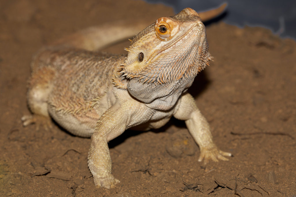 bearded-dragon-high-desert-museum