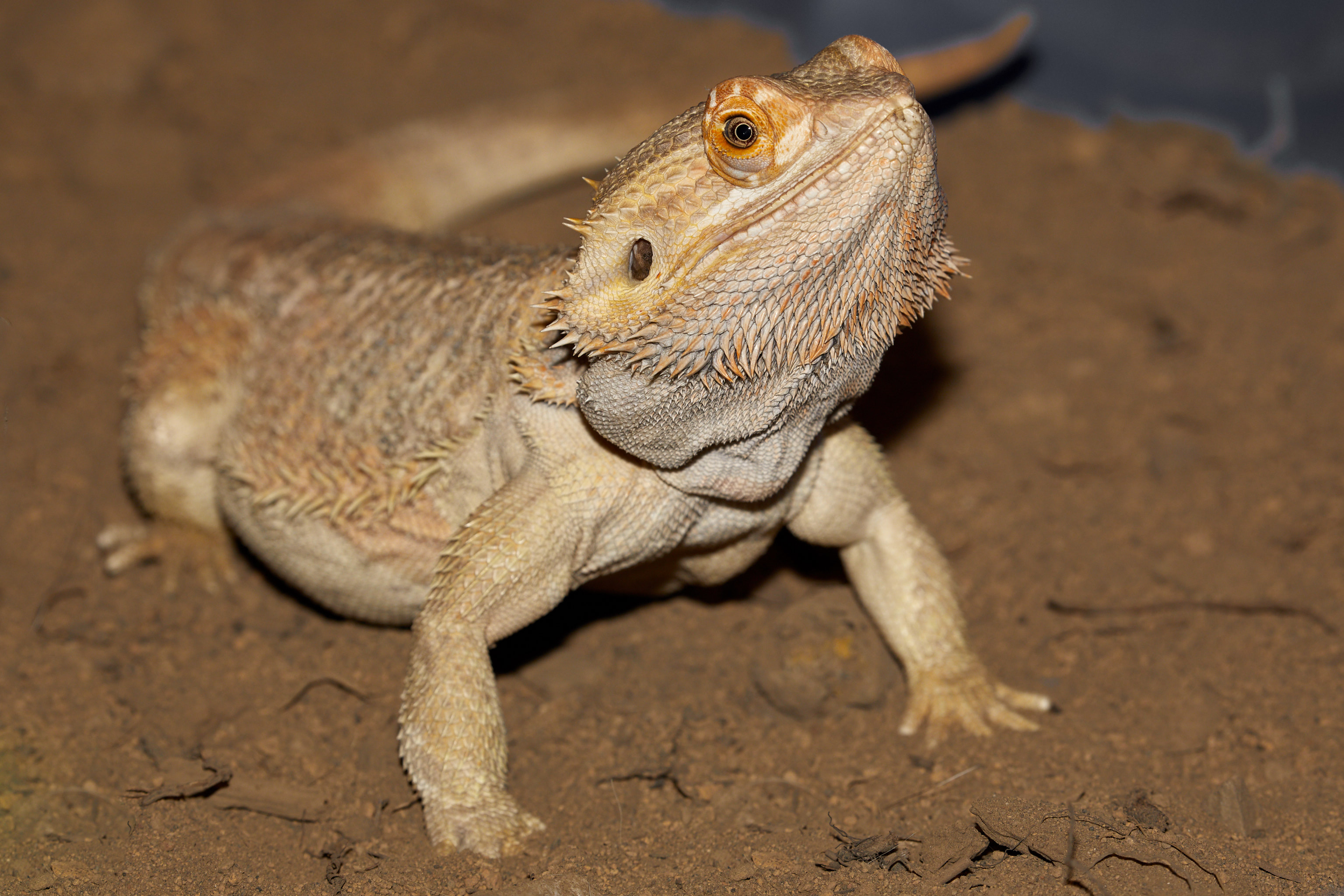 Bearded Dragon 