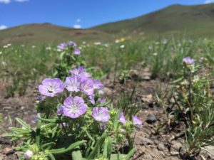 small purple wildflowers bloom on brown hillside under bright blue sky