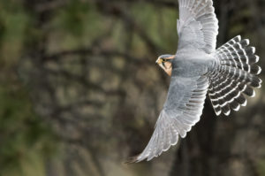 gray and white and orange aplomado falcon soaring in the sky with blurred trees in the background
