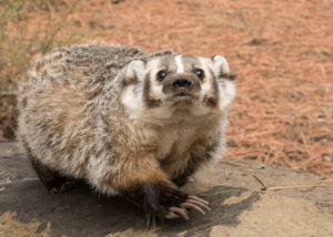brown, white and gray badger standing on rock with nose in the air, looking straight at the camera, rock is surrounded by brown pine needles