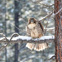 Winter Raptors Winter Raptors