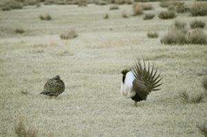 two sage grouse on a brown, barren field, sage brush in the background, one grouse has a puffed up and white chest and huge tail, the other is crouched and small