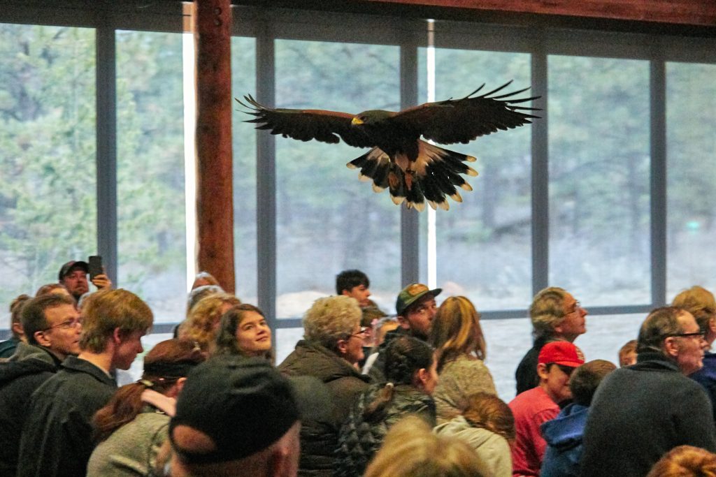 SKYHUNTERS IN FLIGHT: BIRDS OF PREY DEMONSTRATION at