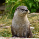 Not sure what to get your significant otter for Valentines Day?🦦💕 Adopt  an Animal from the High Desert Museum! From barn owls to a bobcat…