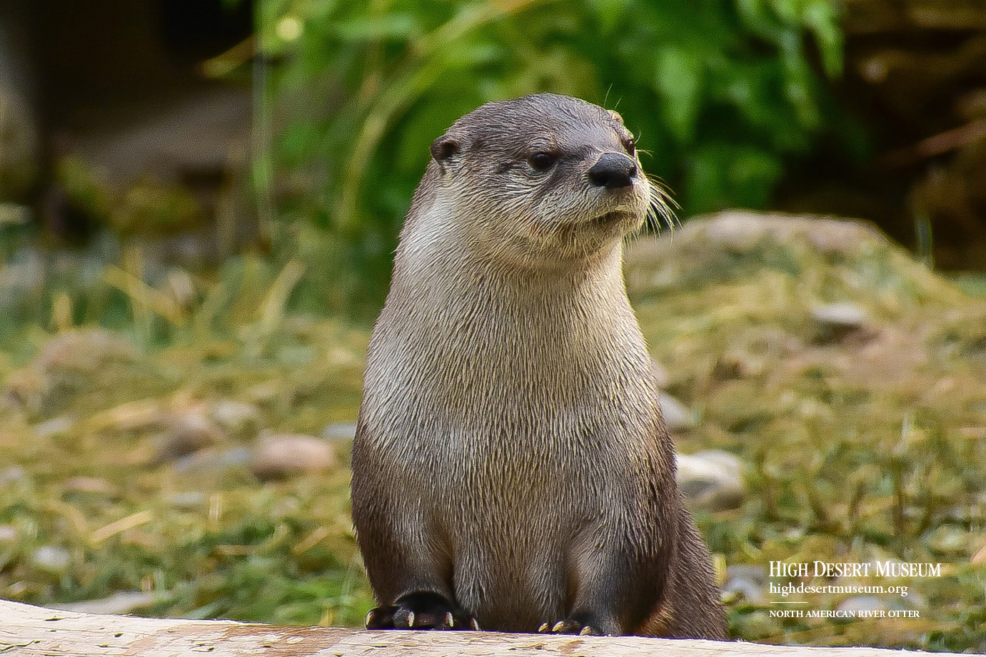 Otter Wallpaper - High Desert Museum