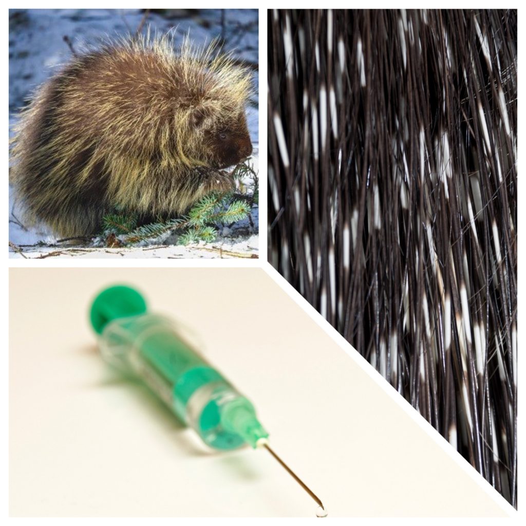 Inspiration from a porcupine's quills, MIT News