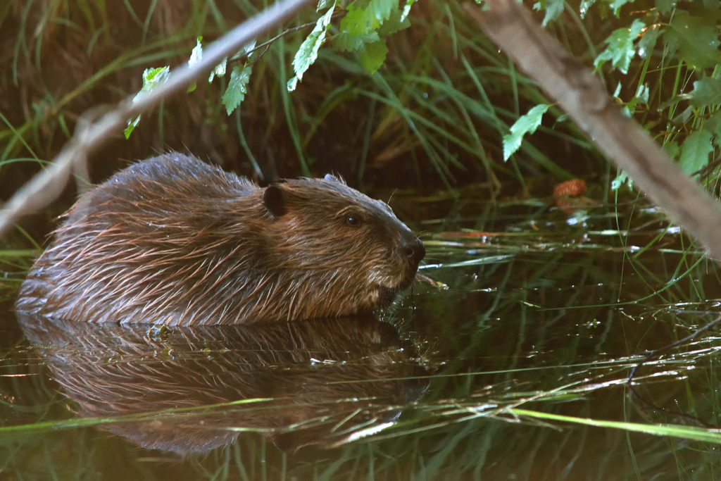 beaver a rodent