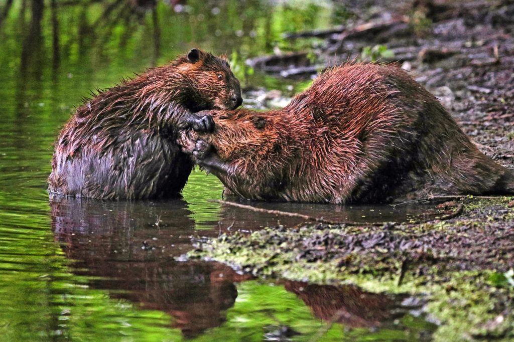 Exhibition Opening Dam It Beavers And Us High Desert Museum