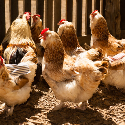 ranch chickens ranch chickens