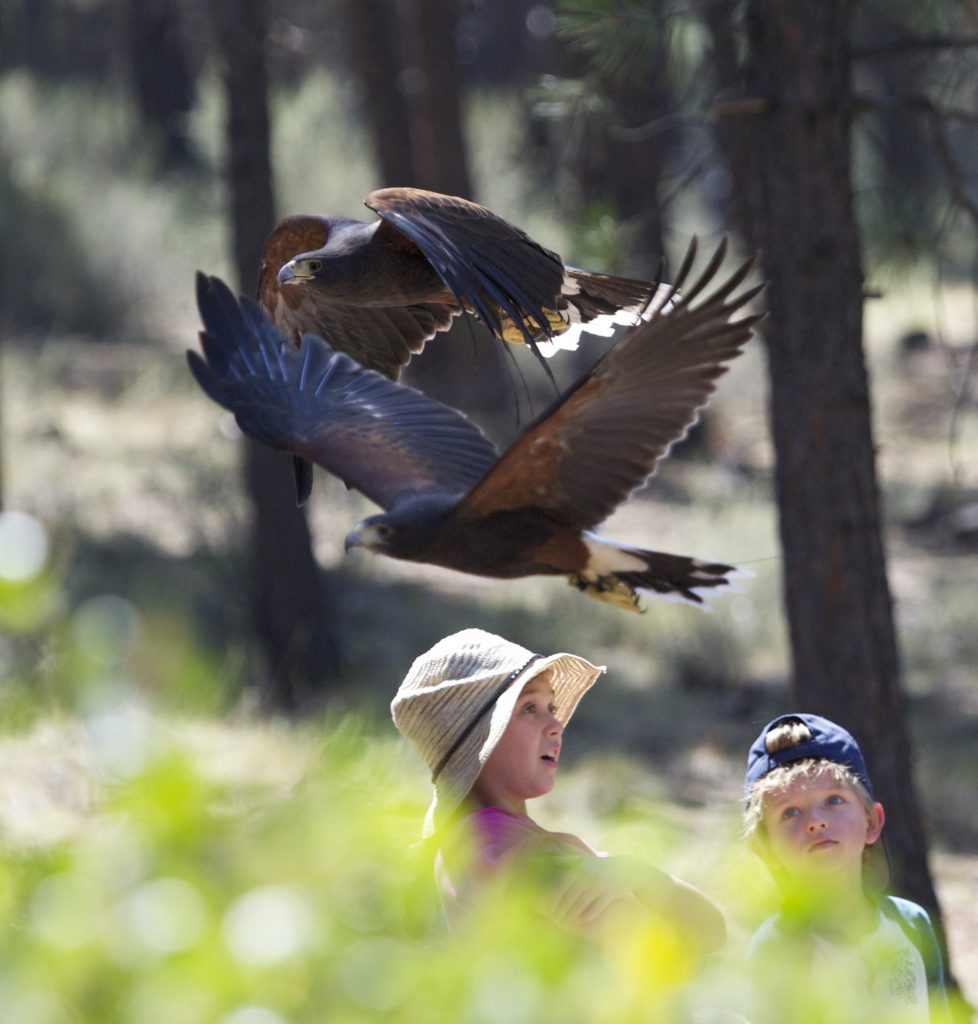 Raptors of the Desert Sky Story - High Desert Museum