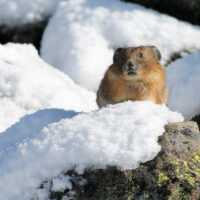 Pika on a Snowy Rock An American Pika sitting on a snowy rock on Mount Rainier