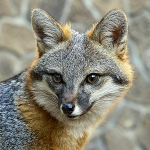 gray fox
Urocyon cinereoargenteus