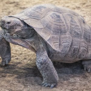 Tortoise_crop