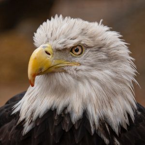 bald eagle