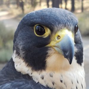 peregrine closeup_crop