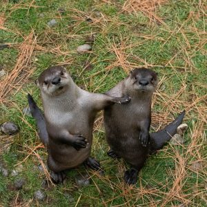 Not sure what to get your significant otter for Valentines Day?🦦💕 Adopt  an Animal from the High Desert Museum! From barn owls to a bobcat…