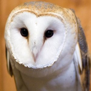 wildlife museum barn owl cropped_sm