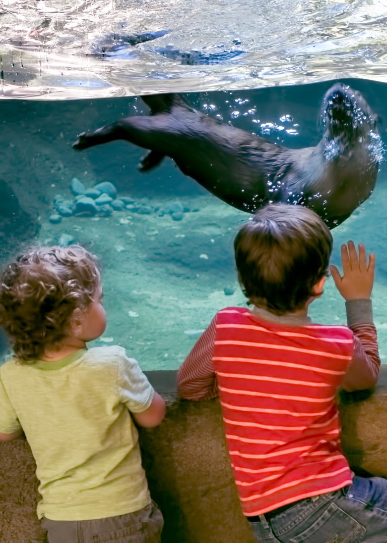 Autzen Otter Exhibit - High Desert Museum