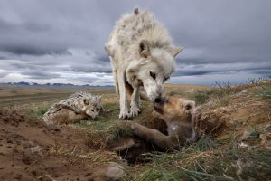 “Wolves: Photography by Ronan Donovan” is organized and traveled by the National Geographic Society.