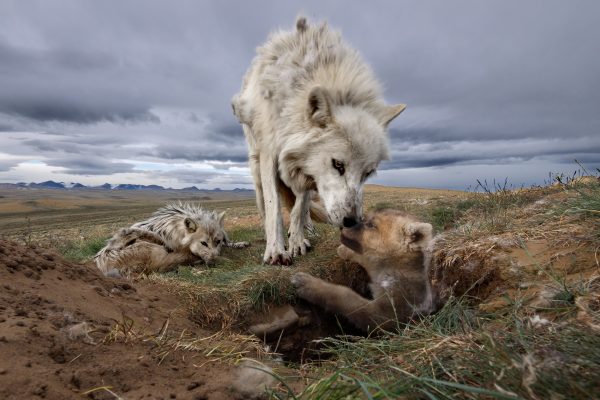A mother greets her six-week-old pup as a yearling female rests nearby. The yearling helped attend to both this pup and the pups of another den, presumably also members of the yearling’s extended family.
