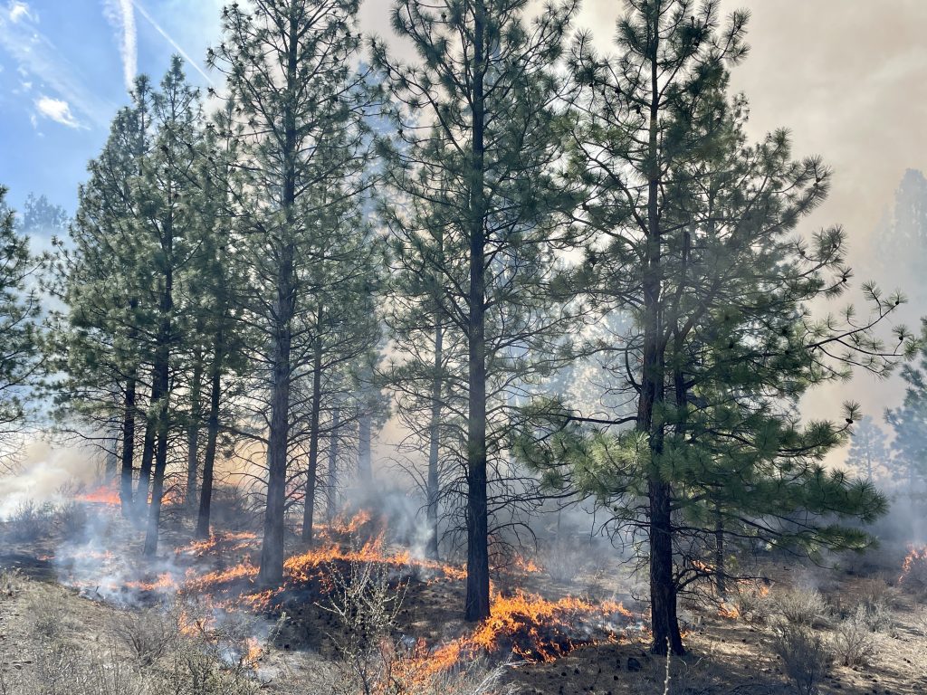 Natural History Pub: Learning to Live with Fire - High Desert Museum