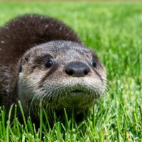 Baby Otter - Wesley - Photo by Jon Nelson - Copy Baby Otter - Wesley - Photo by Jon Nelson - Copy