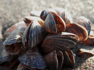 freshwater mussel