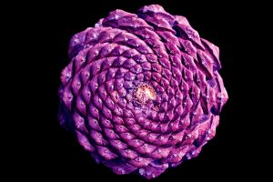 Patterns at Play: Fractals in Nature