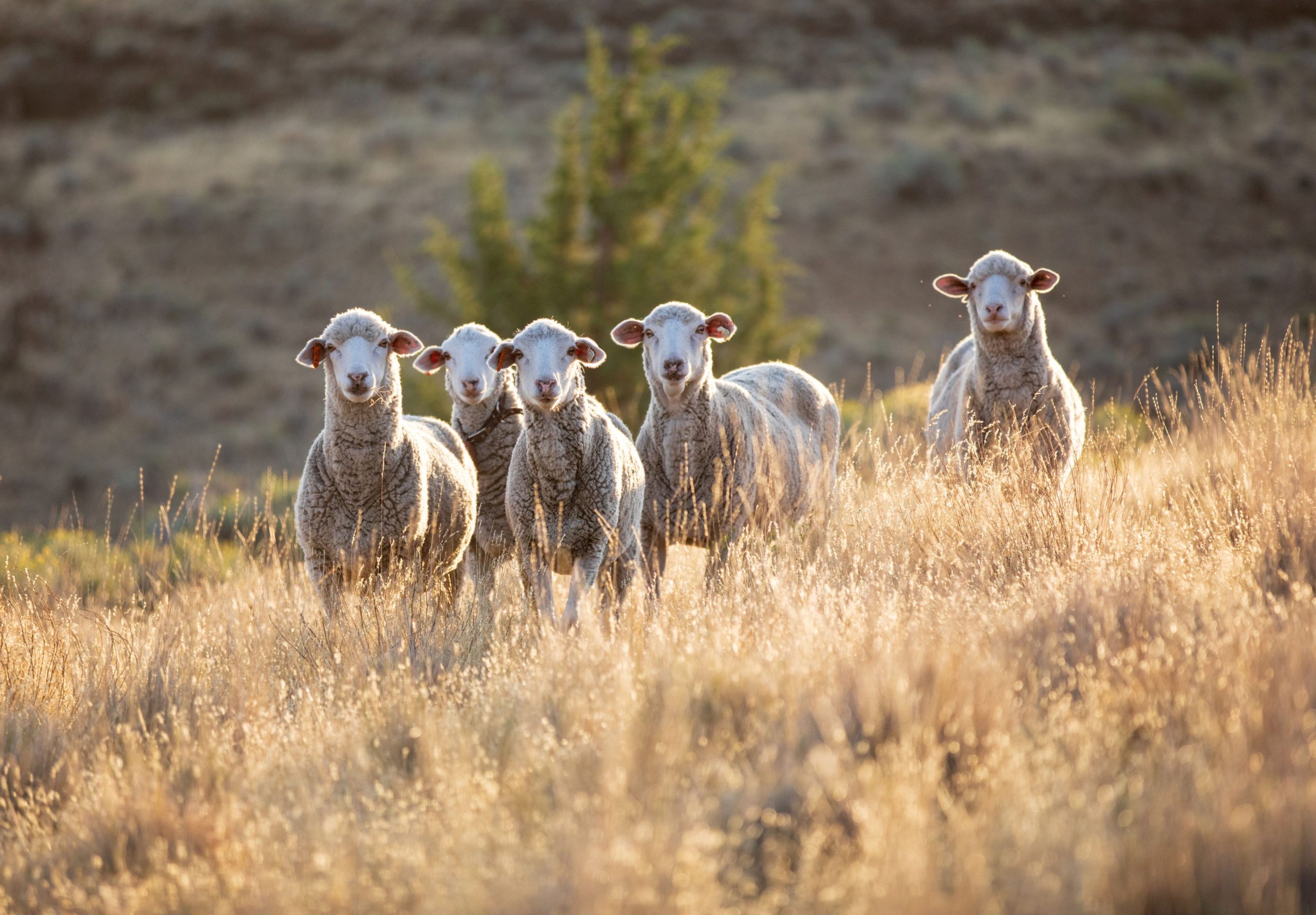 Stories of Wool and Place with Jeanne Carver - High Desert