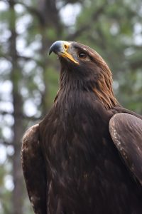 golden eagle